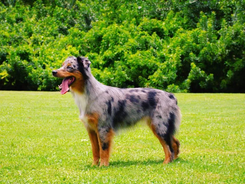 Forestwood Australian Shepherds
