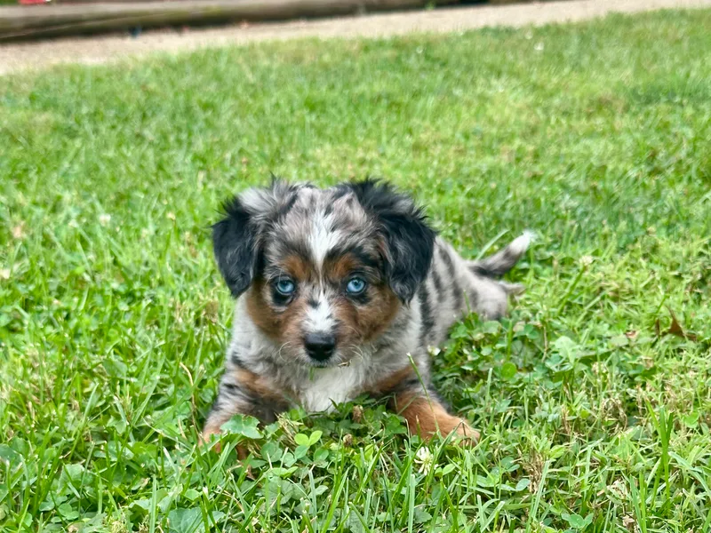 Forever Aussies and A Doodle