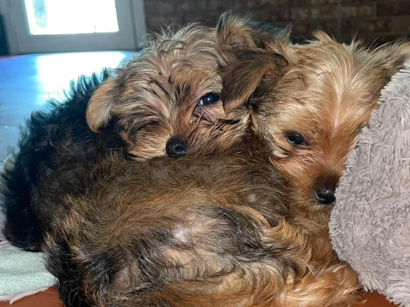 Forever Blessed Yorkies