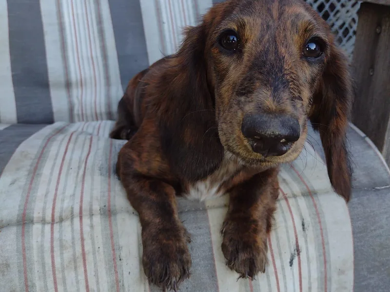Forever Doxie photo 1