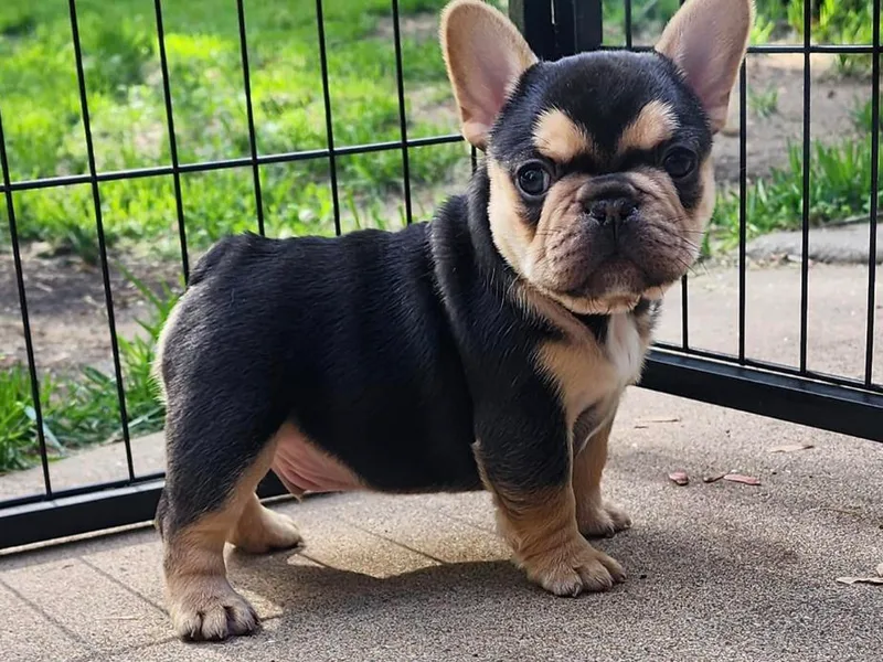 Forever Frenchies