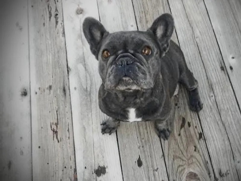 Forever Frenchies