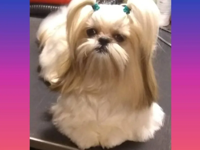 Forever Friends Shih-Tzu