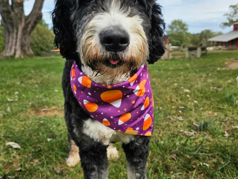 Forever Grateful Doodles