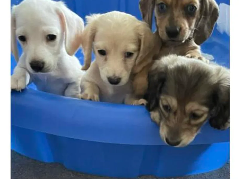 Forever home dachshunds