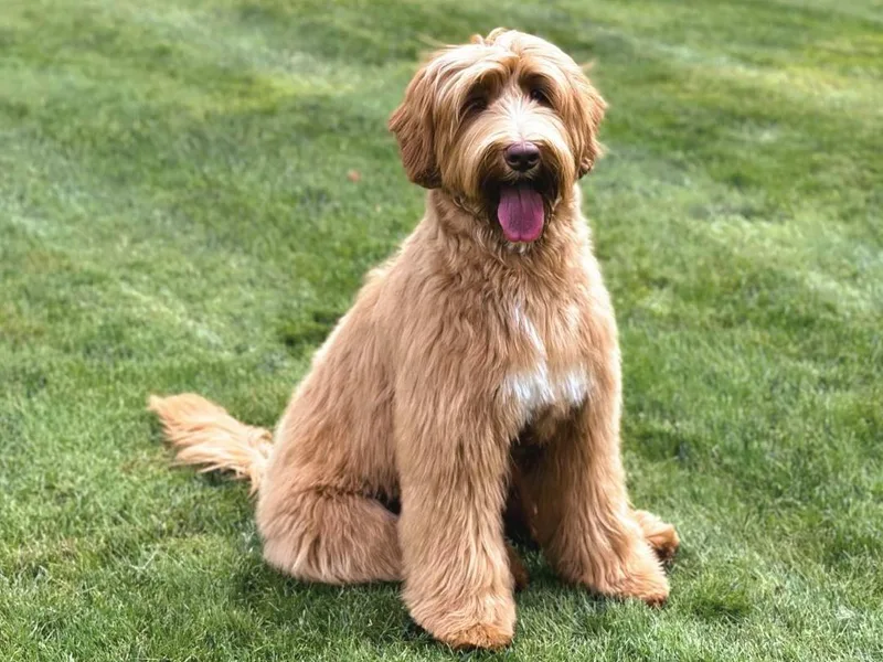 Forever Loyal Labradoodles photo 1