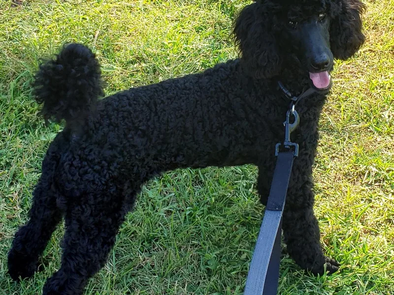 Forever Southern Poodles