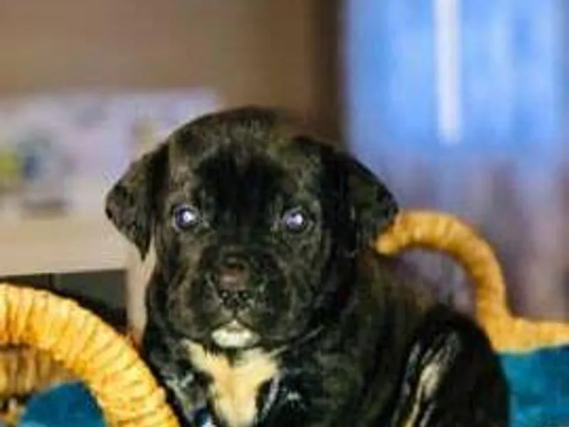 Forever Strong kennel