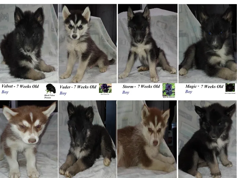 Forever Young Siberian Huskies