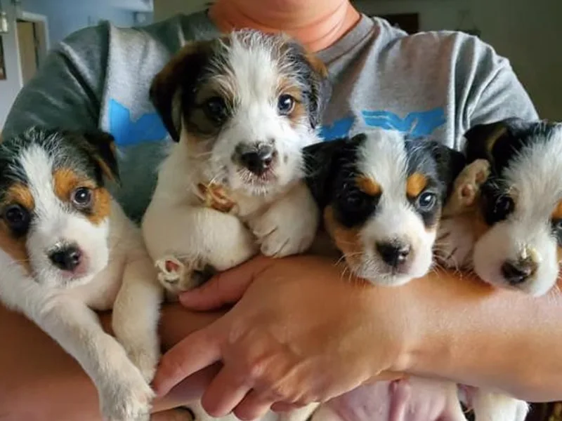 Forever Young Terriers