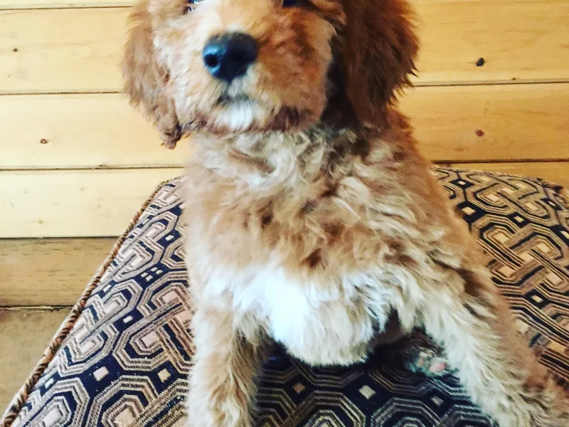 Forevergreen Farm Labradoodles