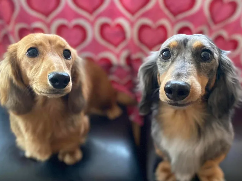 ForeversEdge Doxies