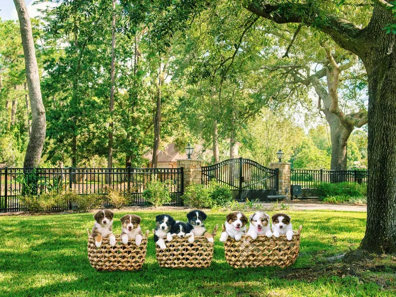 Forevr Farm Australian Shepherds