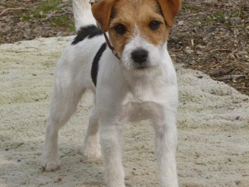 Forget-Me-Not Jack Russells