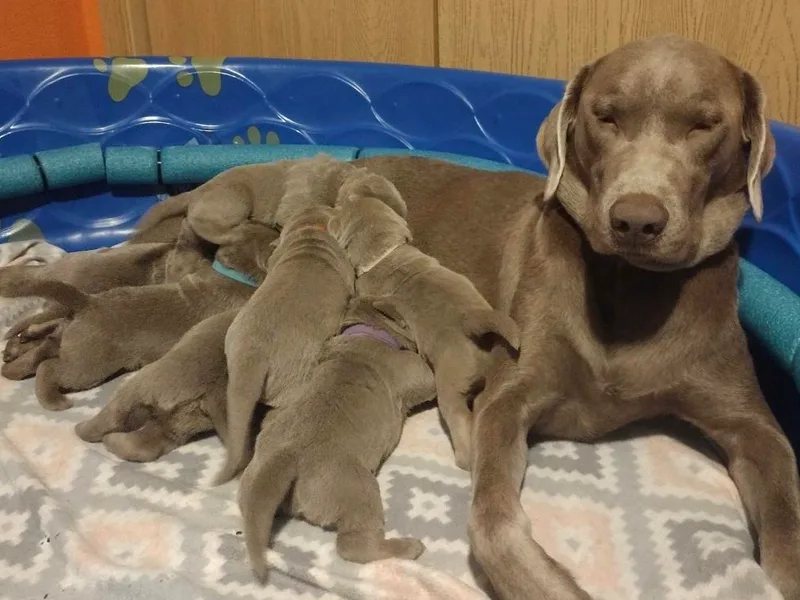 Fork Creek Labradors