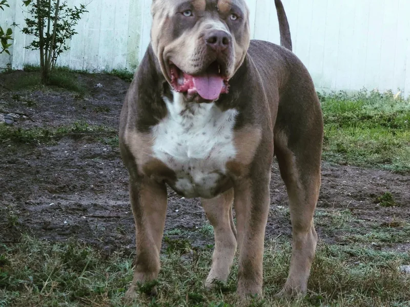 Formidabull Kennels photo 1