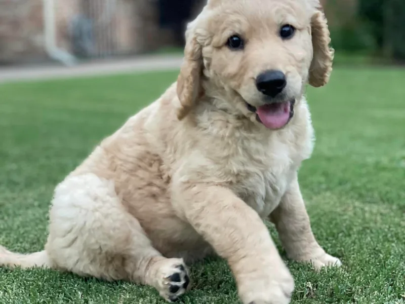 Fort Worth Goldendoodles