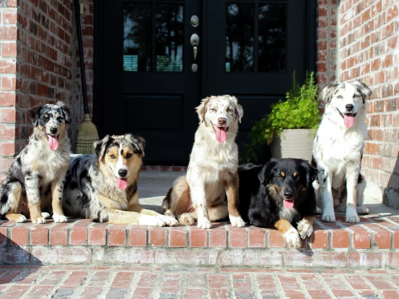 Forte Australian Shepherds &amp; Co.
