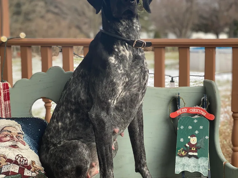 Fortin’s German Shorthaired Pointers