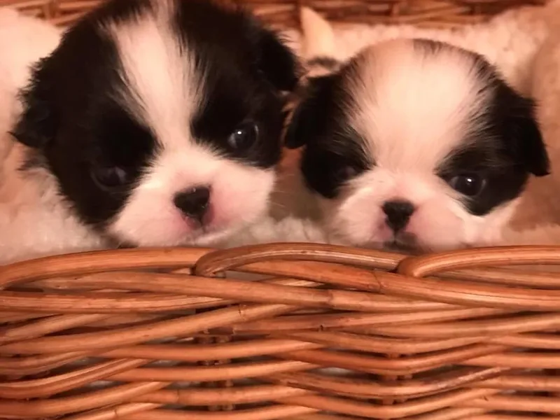 Fortuna Japanese Chin