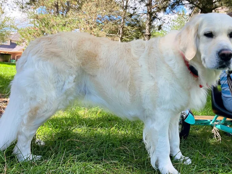 Fortunes Golden Retriever