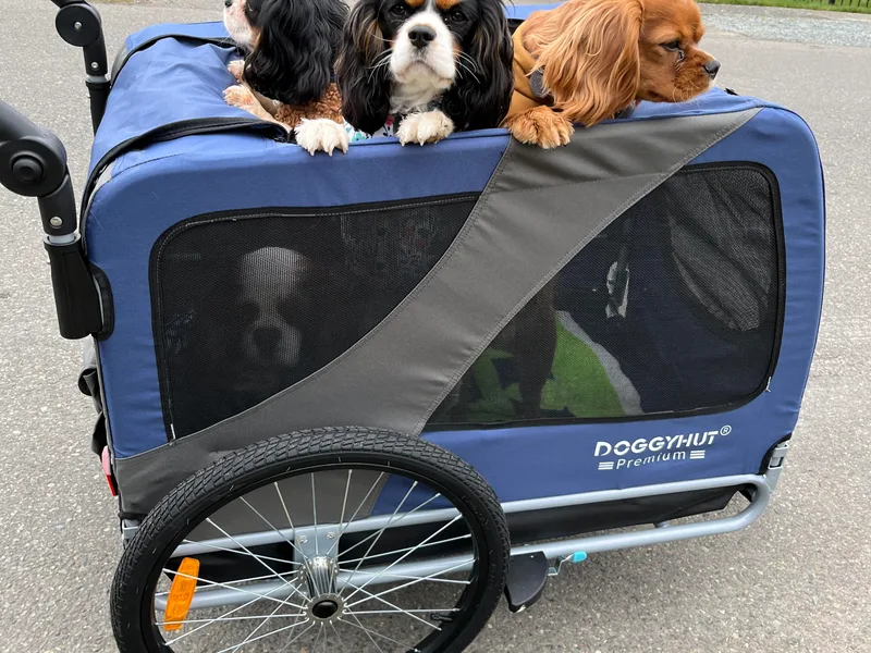 Foster Cavaliers