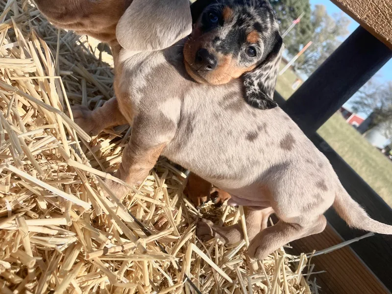 Foster’s Dachshunds