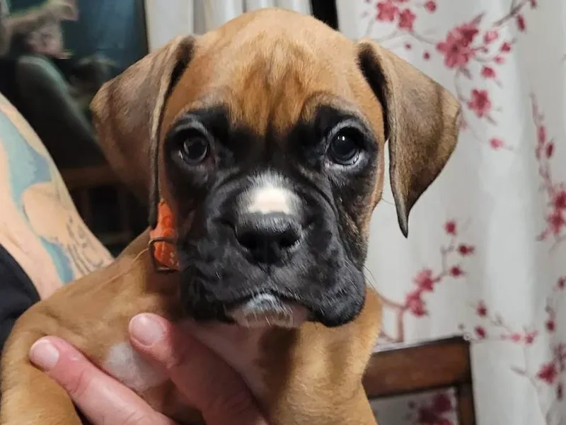 Foulk's Boxer Puppies