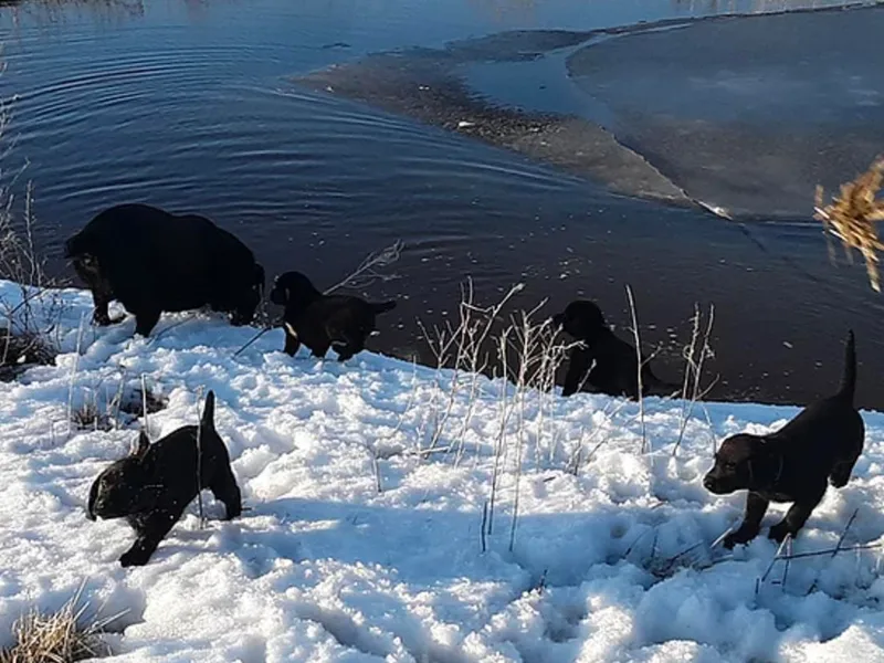 Foundation Retrievers