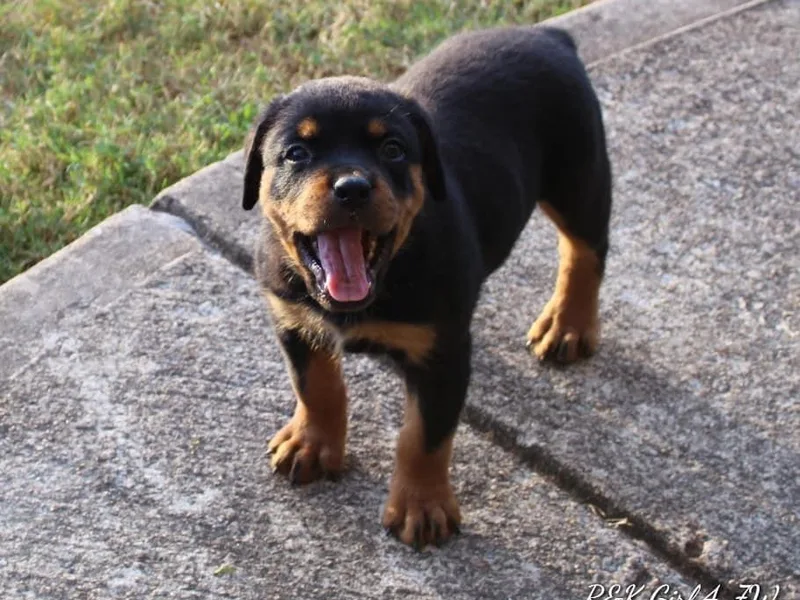 Foundation's Rottweiler