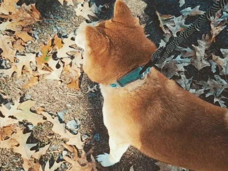 Fountains Courageous