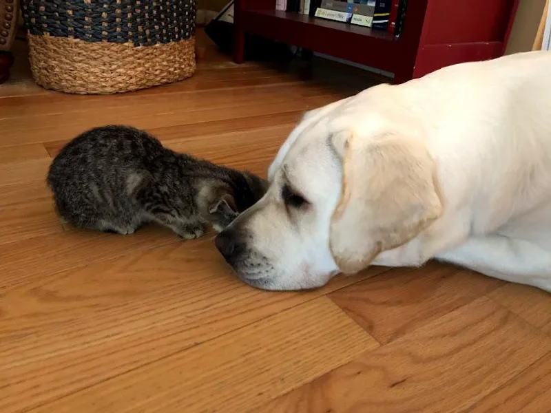 Four Belles Labradors