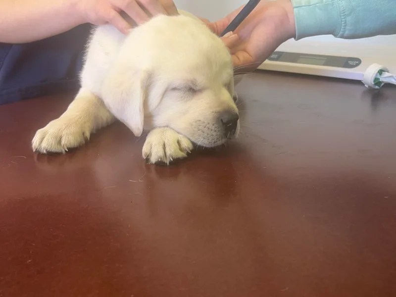 Four Corners Family Labs