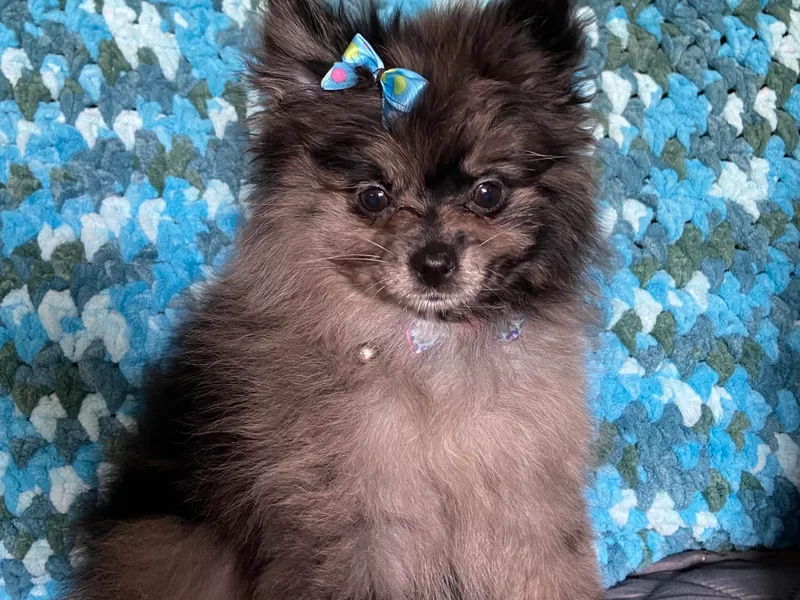 Four Elements Southern Charmers Poodles