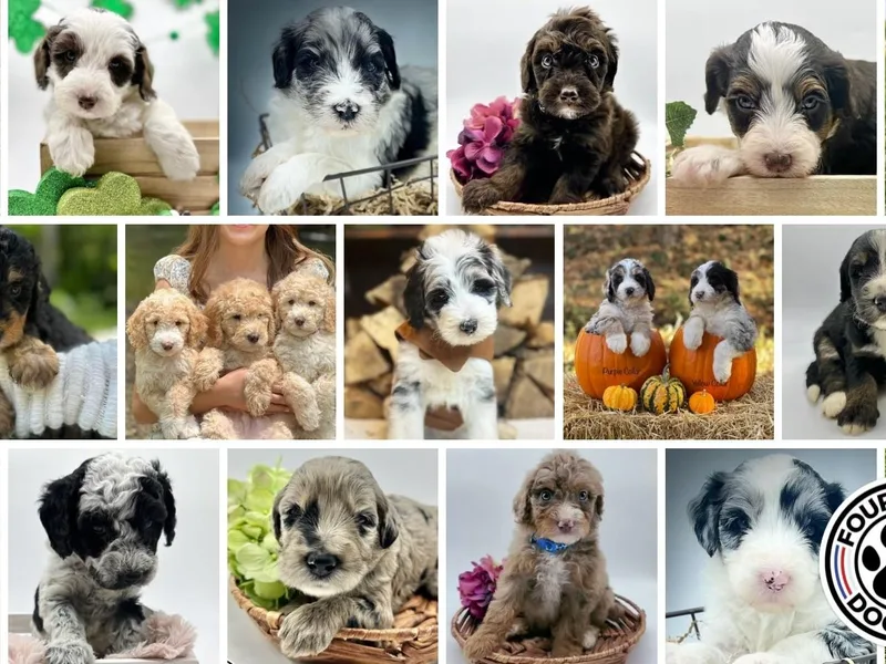 Four Front Doodles &amp; Friends