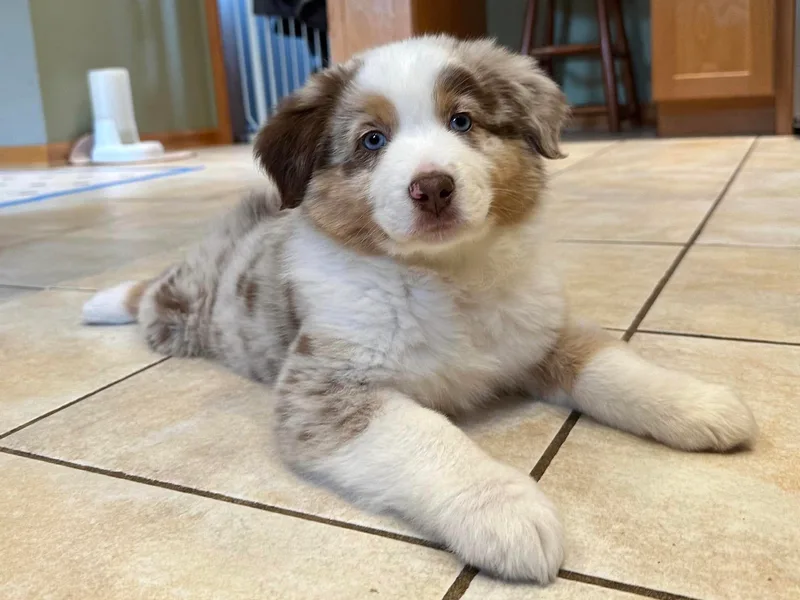Four Oaks Australian Shepherds