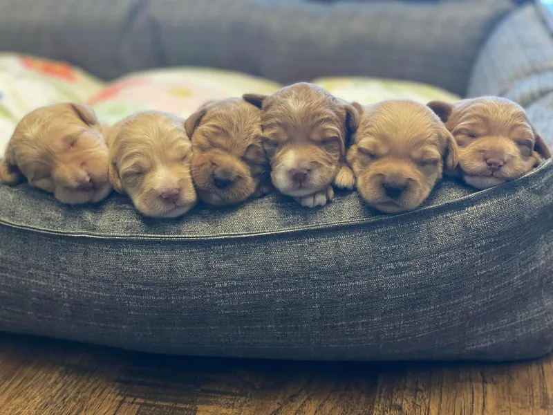 Four Oaks Labradoodles