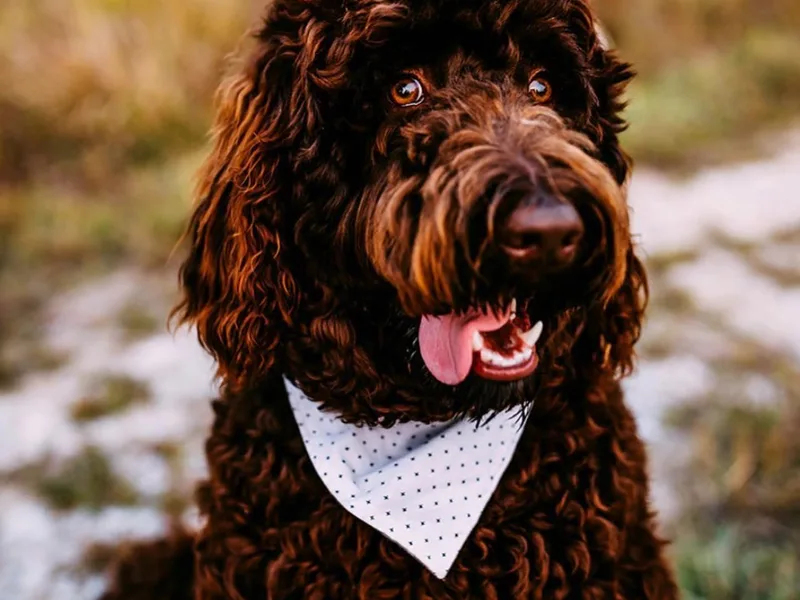 Four Paws Labradoodles