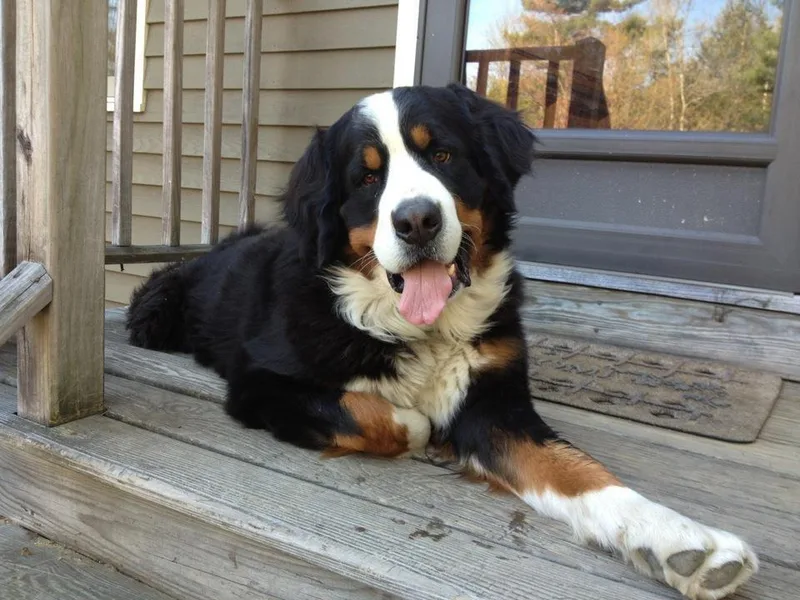 Four Seasons Bernese Mountain Dogs