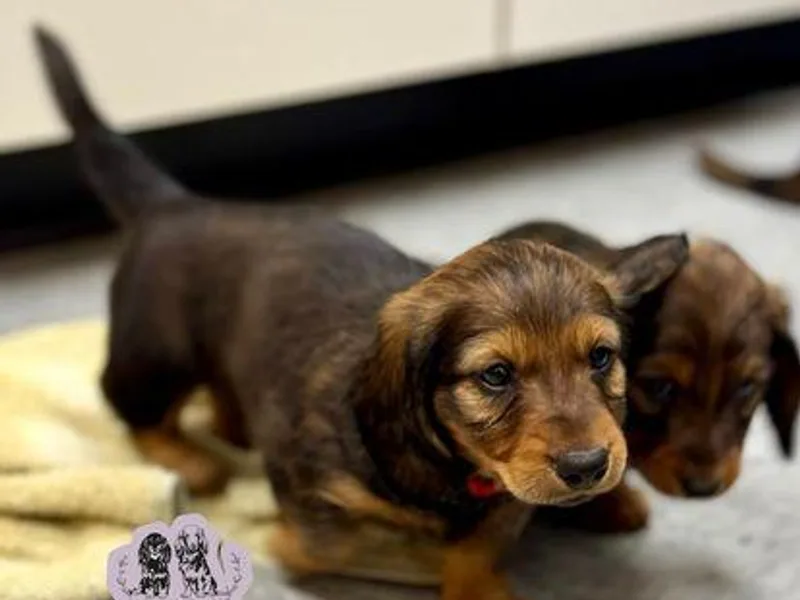 Four Seasons Dachshunds