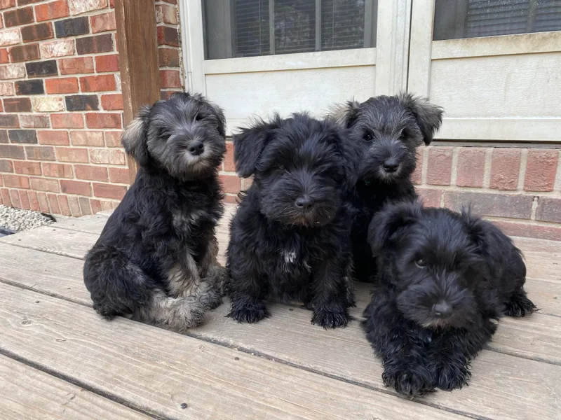 Four Seasons Schnauzers