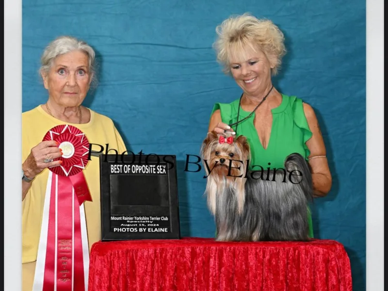 Four Seasons Yorkshire Terriers