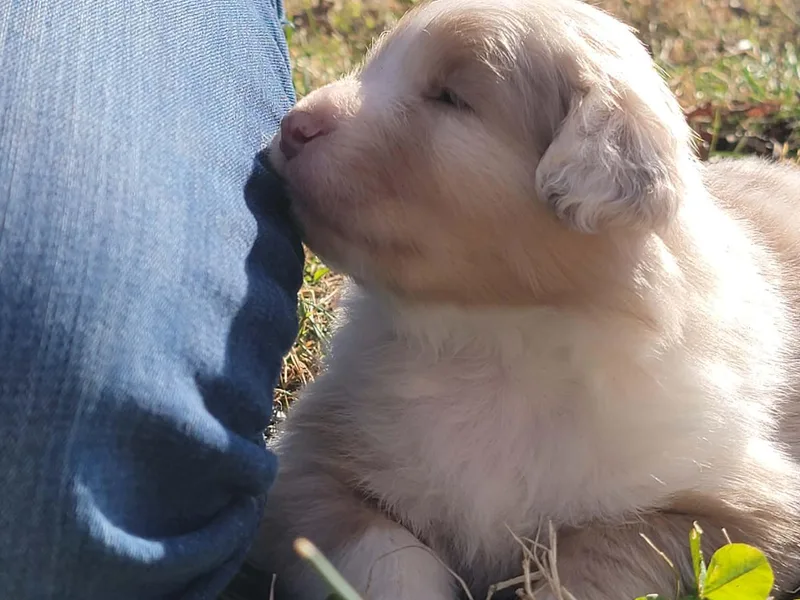 Four Winds Australian Shepherds