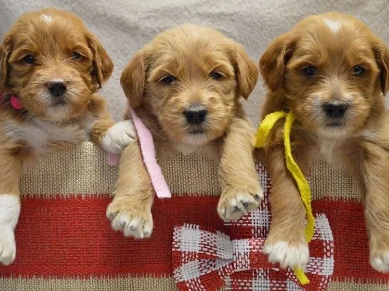 Fox Creek Farm Goldendoodles