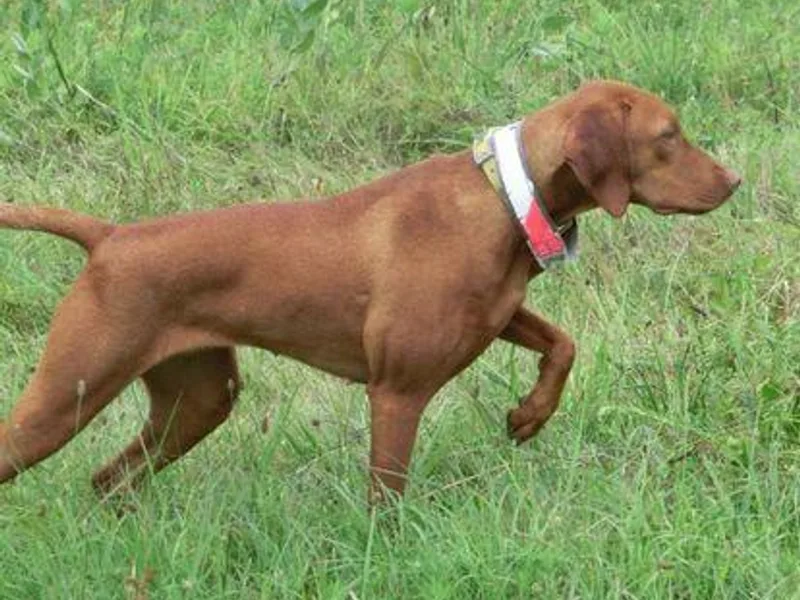 Fox Creek Ranch Vizslas