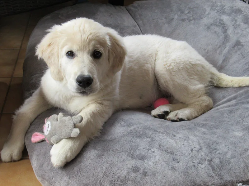 Fox Meadow English Cream Goldens