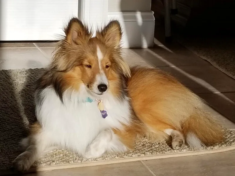 Fox Point Farm Toy Shelties