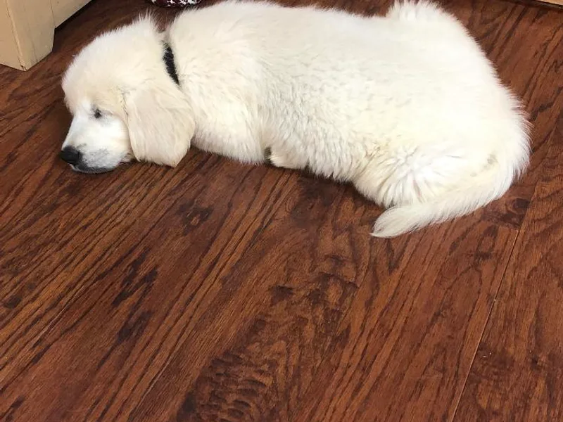 Fox Ridge English Golden Retrievers