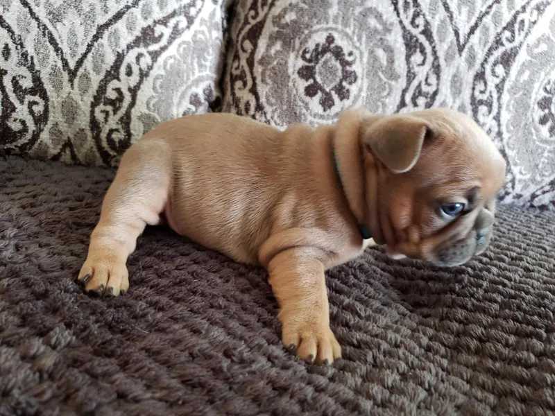 Fox River Frenchies