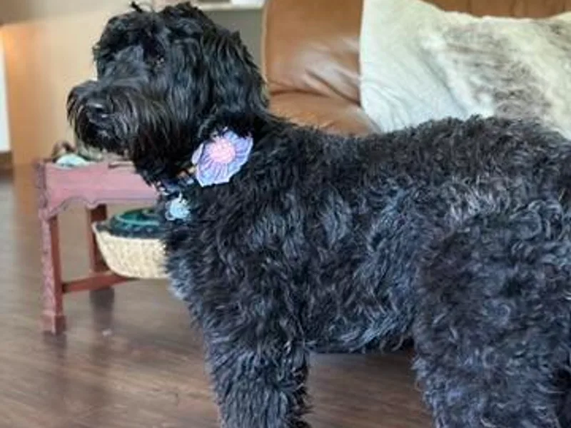 Fox Valley Bergamasco